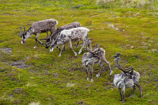 Tapani Hellman reindeer-6727852_1280