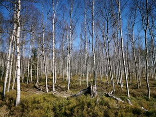 geoworld-birch-forest-5065796